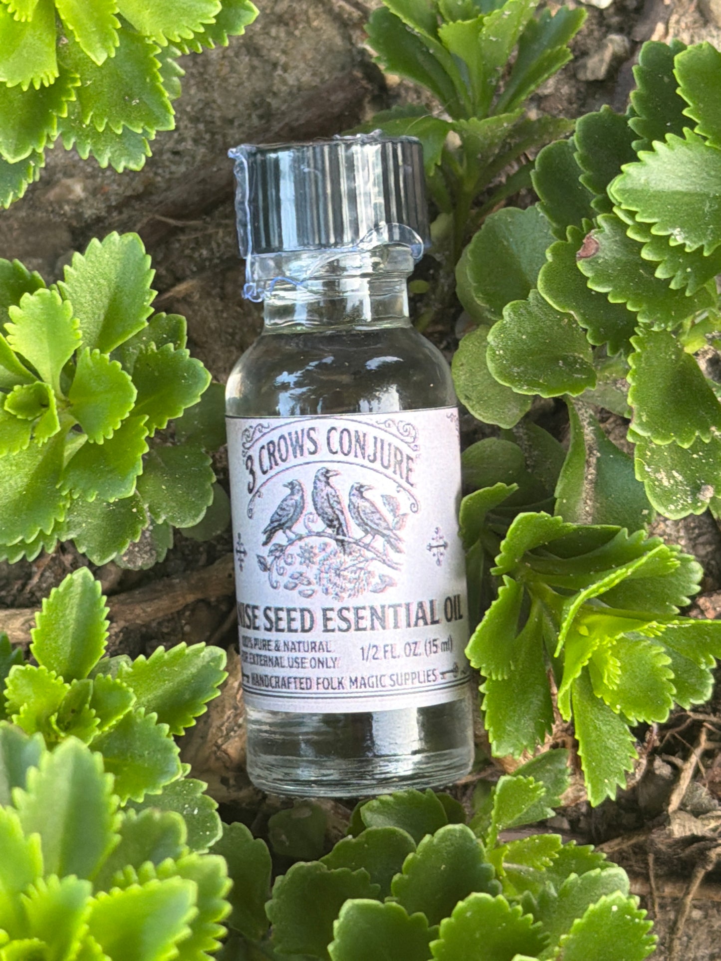 Anise Seed Essential Oil