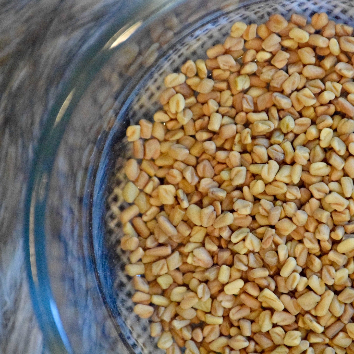 Fenugreek