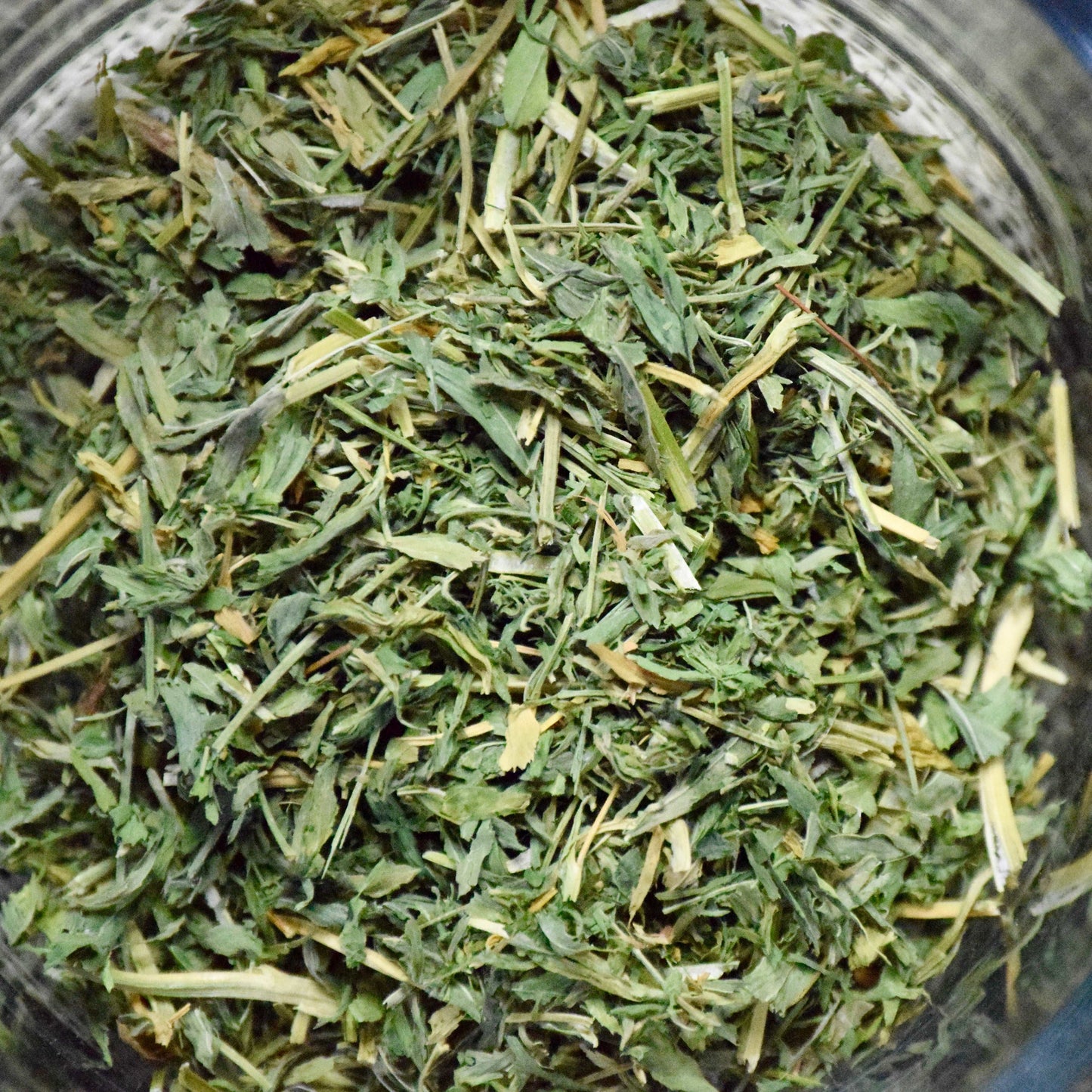 Alfalfa Leaf