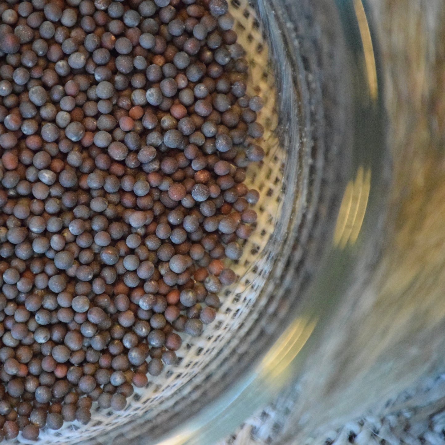 Mustard Seed (Black)