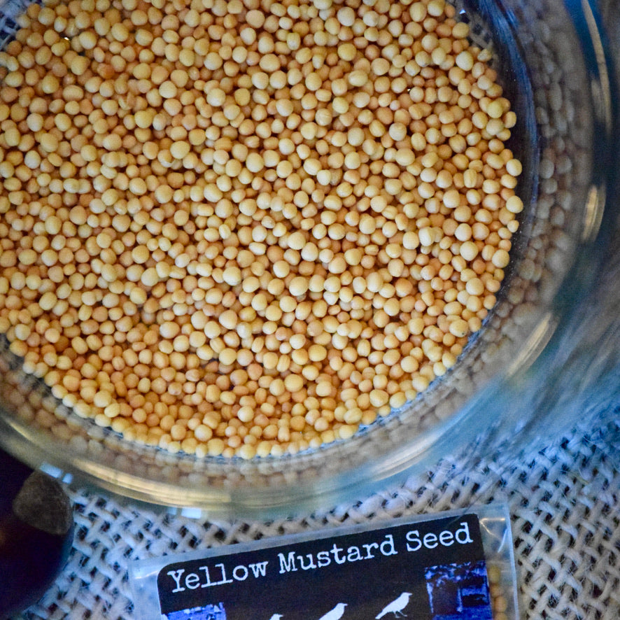 Mustard seed (Yellow)