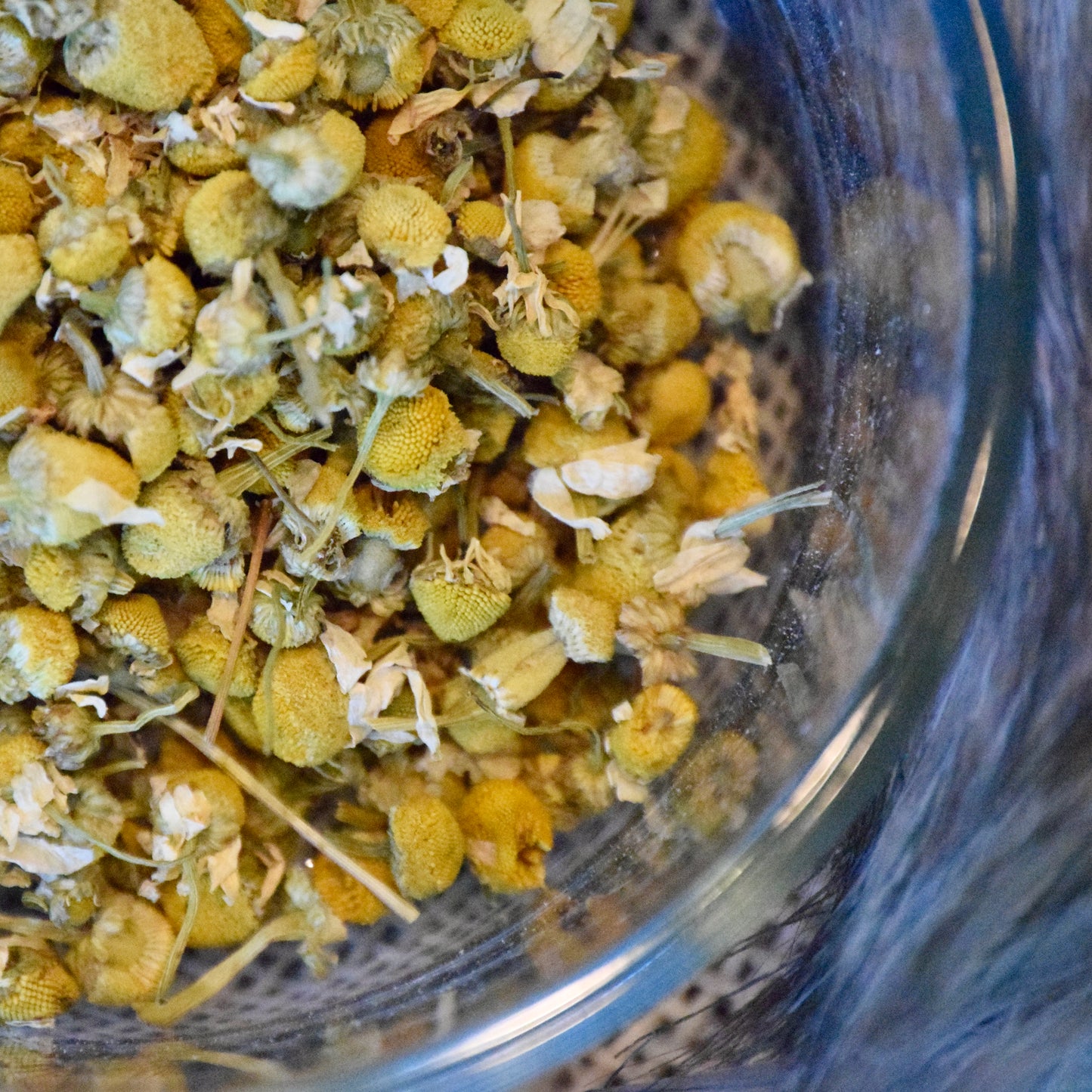 German Chamomile