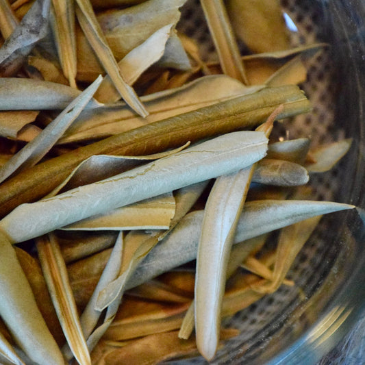 Olive Leaf