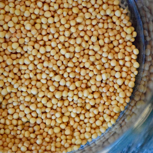 Mustard seed (Yellow)